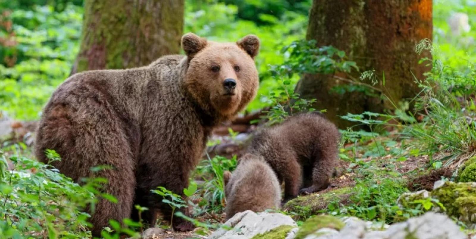 Catturata l'orsa Jj4, il suo destino pare segnato
