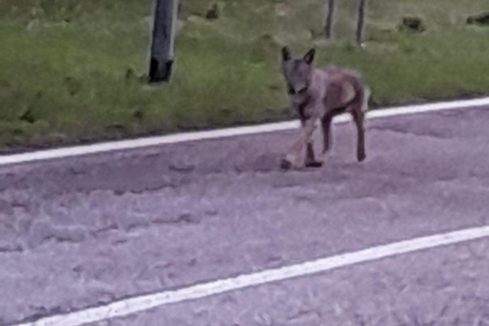 "Un lupo in centro": il sindaco lancia l'allarme