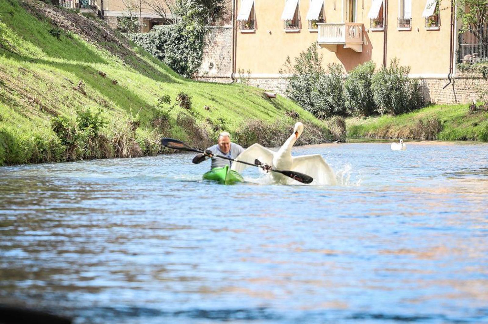 I cigni attaccano i canoisti sul Bacchiglione