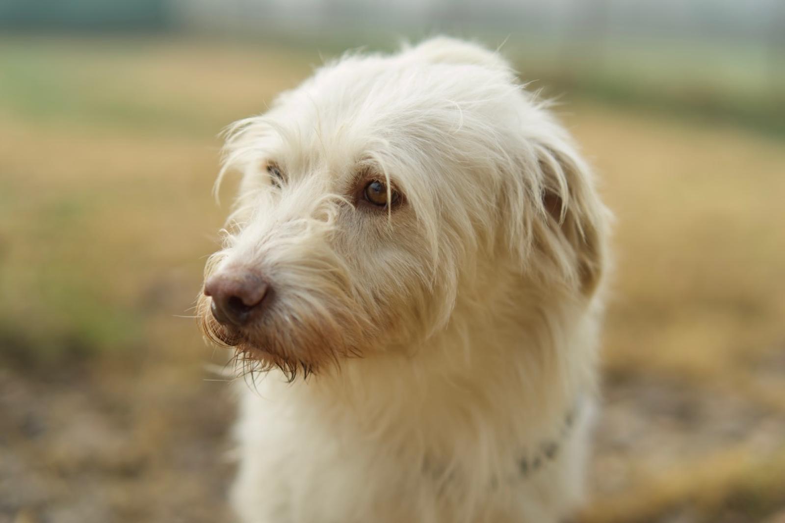 Alla Lega tanti cuccioli da adottare