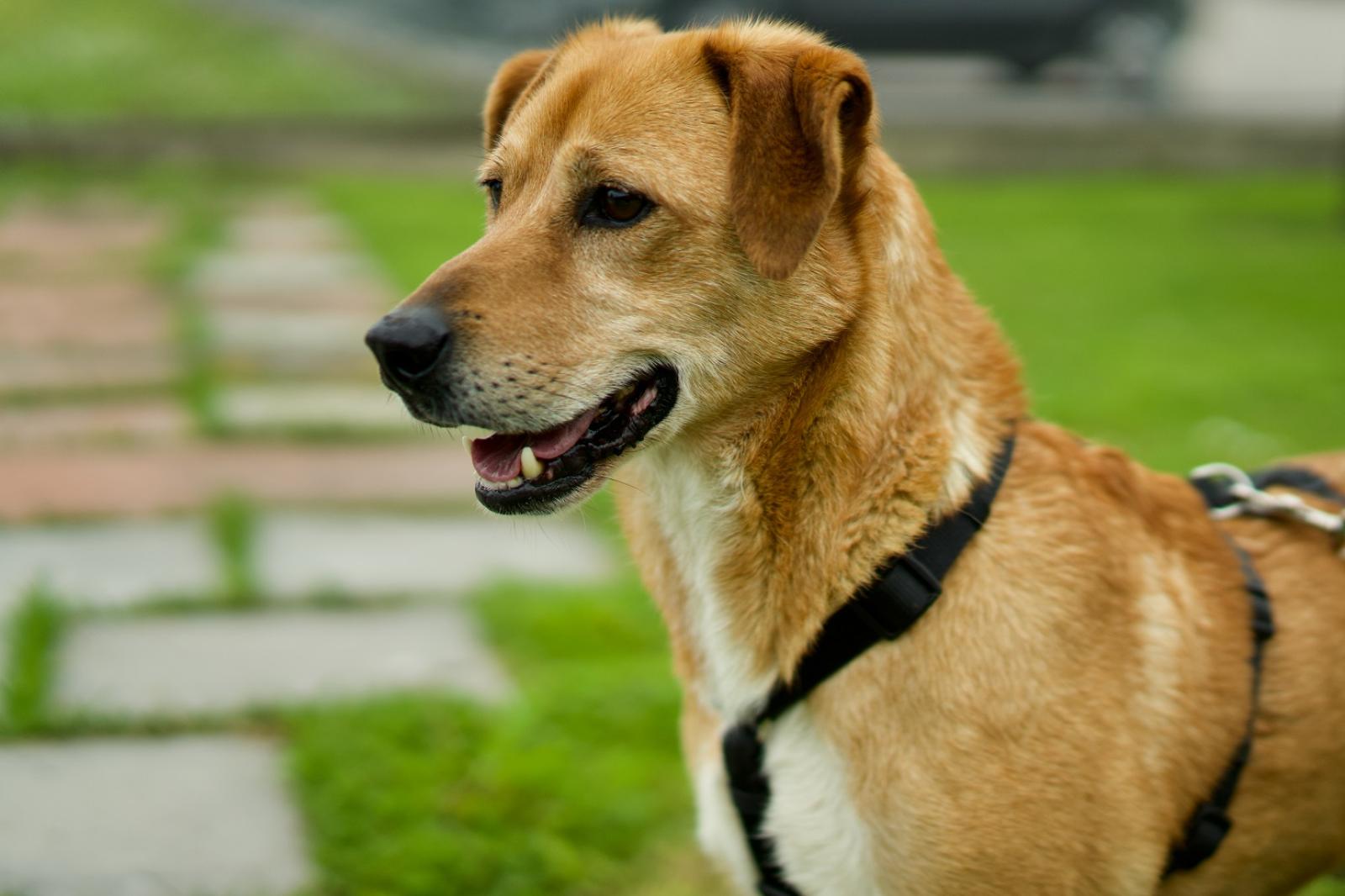 Come adottare un cucciolo al Rifugio Cipa
