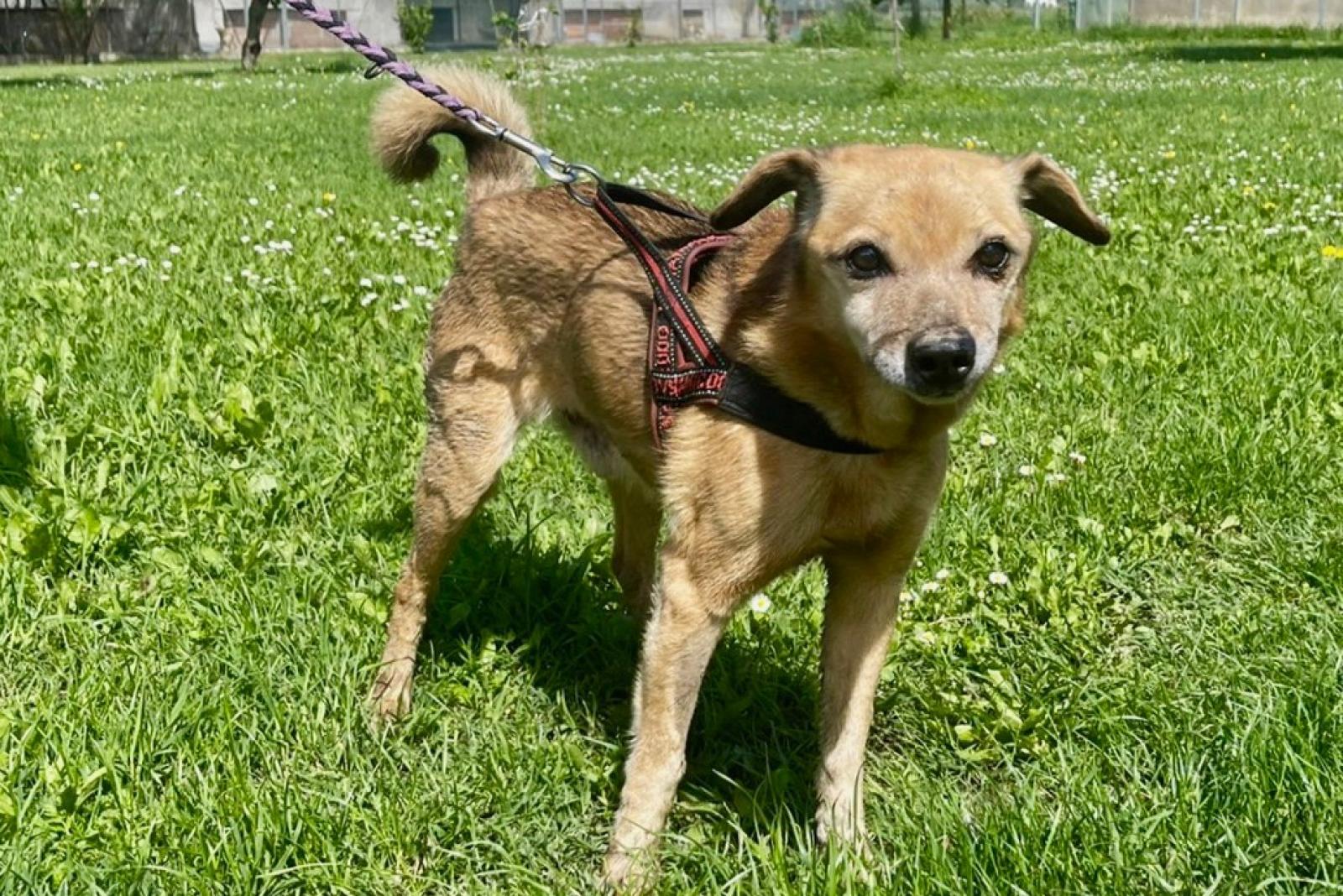 Vorresti adottare un cucciolo? Il Rifugio Cipa ci spiega come 