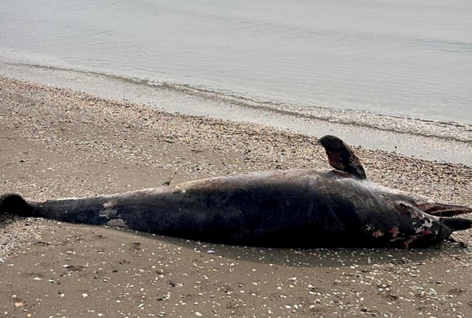 Delfino morto sulla spiaggia