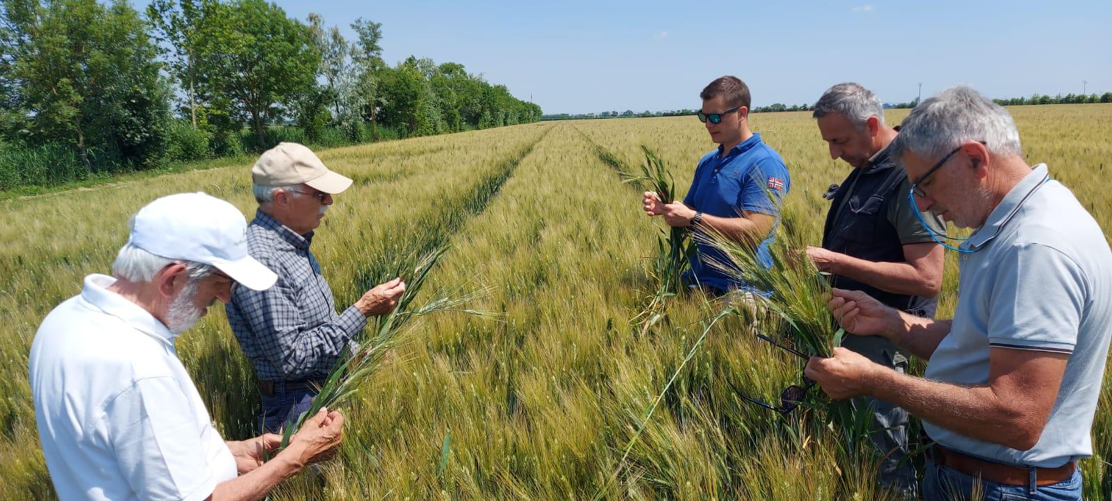 Nuovo flagello: a picco la produzione di grano