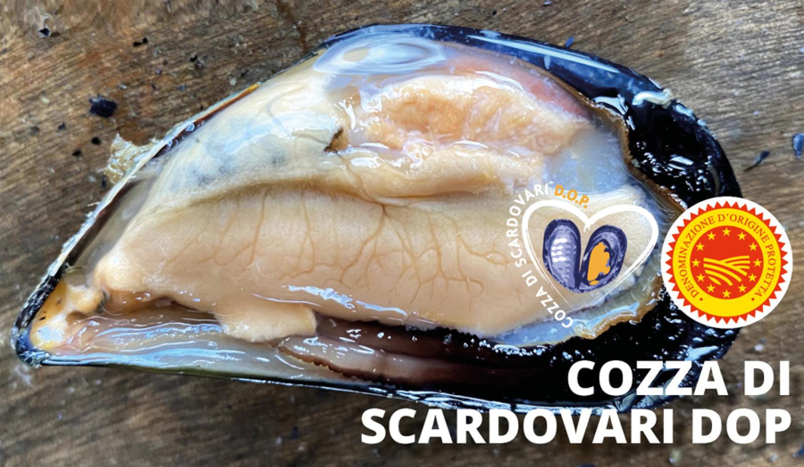 La Cozza di Scardovari arriva sulle tavole