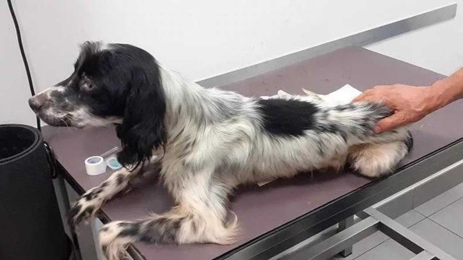Cacciatore riduce alla fame il cane: era in fin di vita