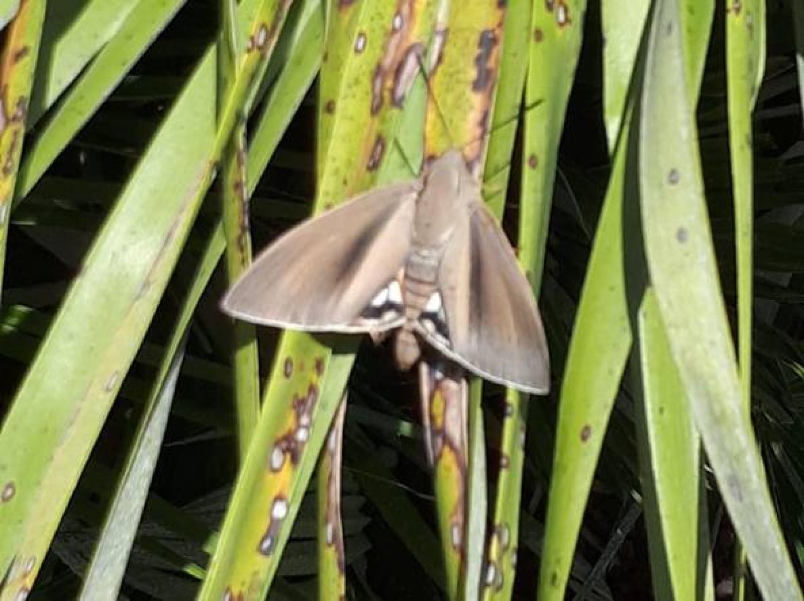 Una farfalla gigante fa strage di palme