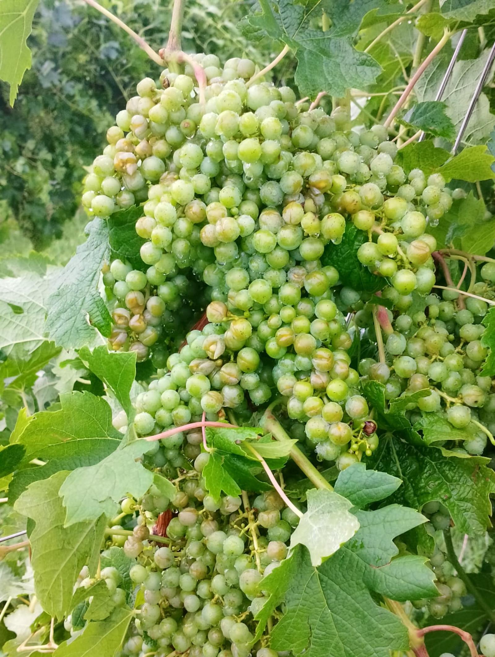 In un giorno 38 tempeste: "Tendenza alla tropicalizzazione"