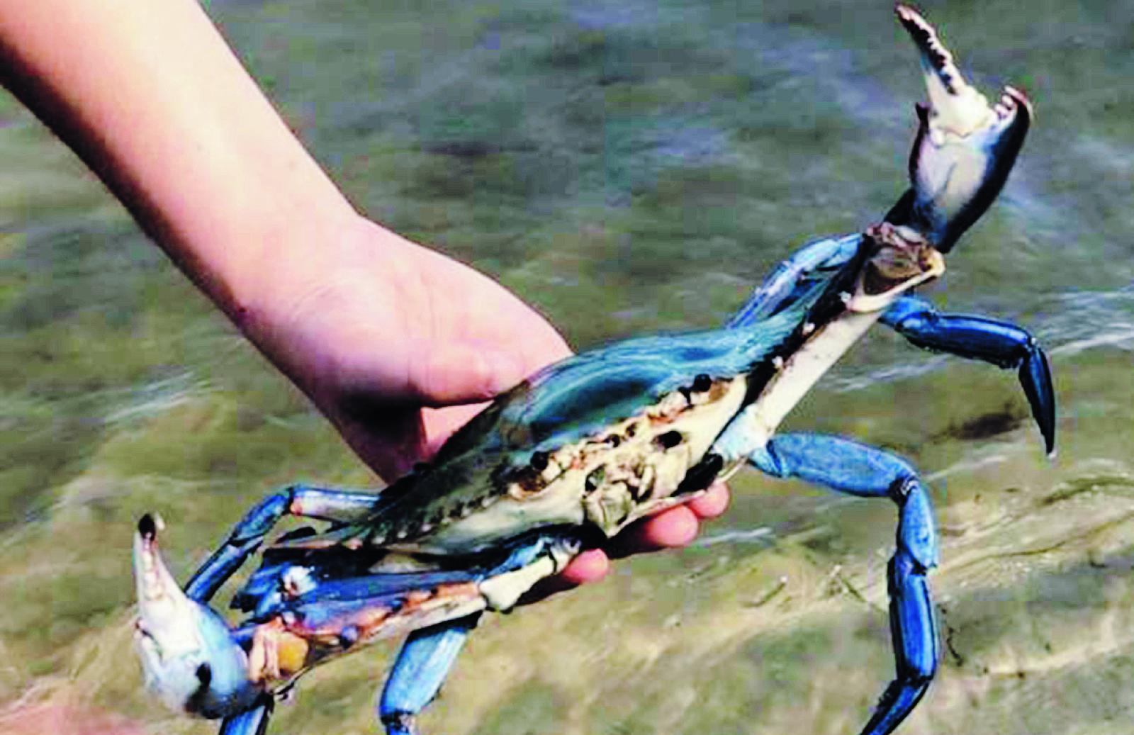 Il granchio blu arriva in Parlamento