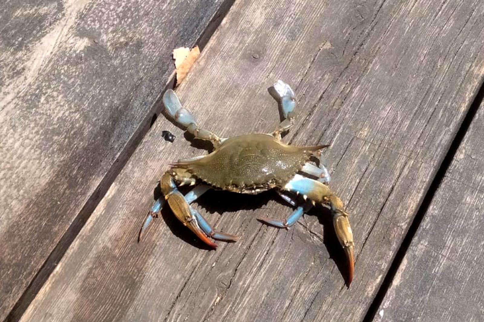 Il granchio blu sta invadendo anche il Po