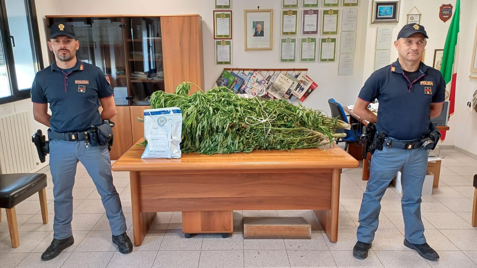 Marijuana "sotto serra" sequestrati ben 17 chili