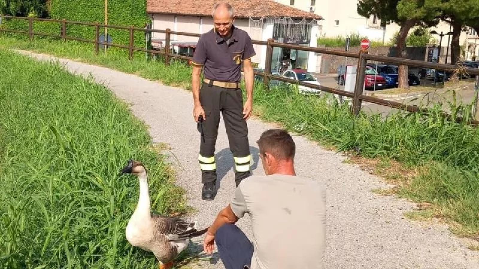 "Hanno ucciso l'oca Igor": Este sotto choc