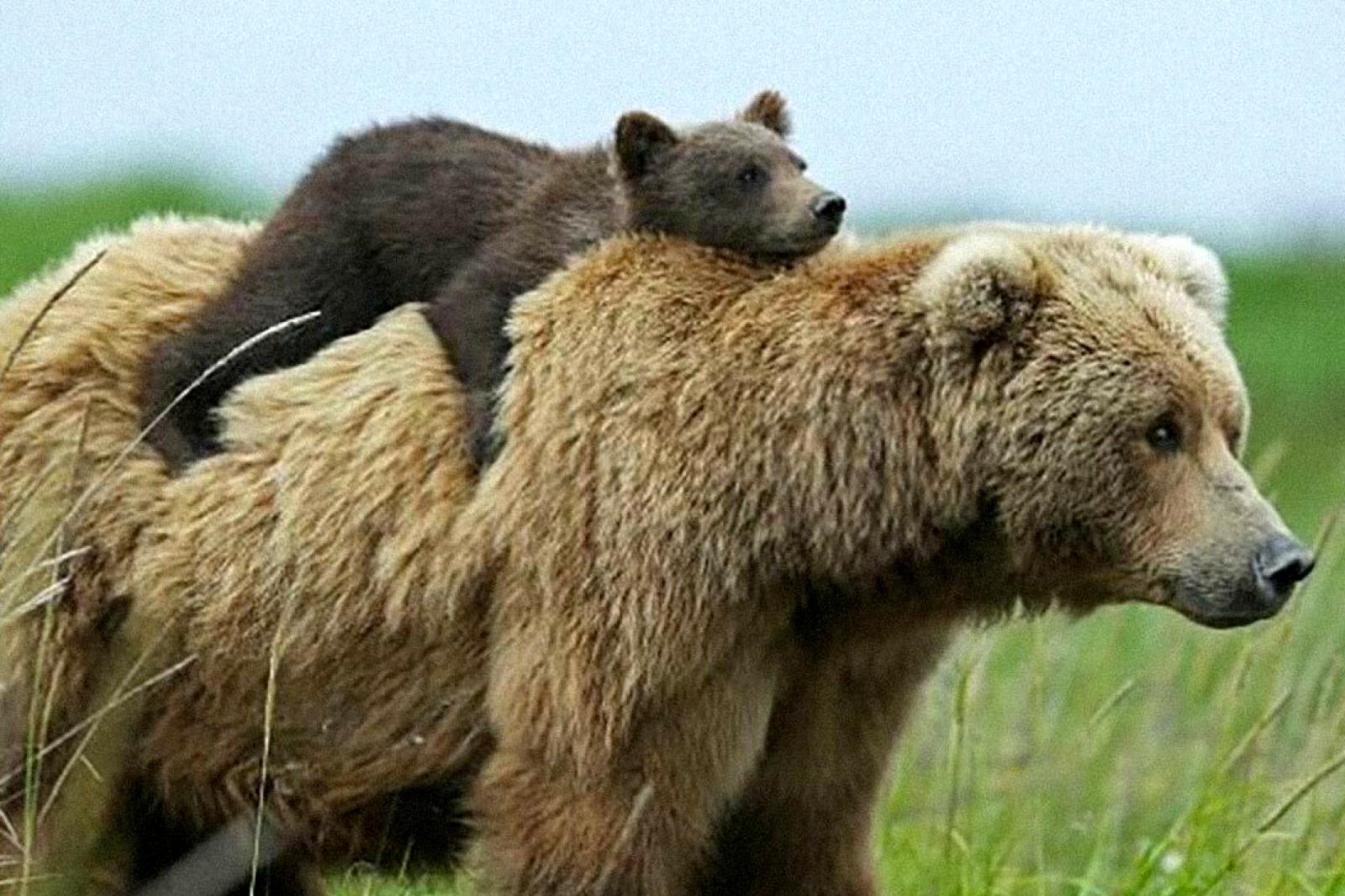 Ha attaccato per difendere i cuccioli, si valuta l'abbattimento