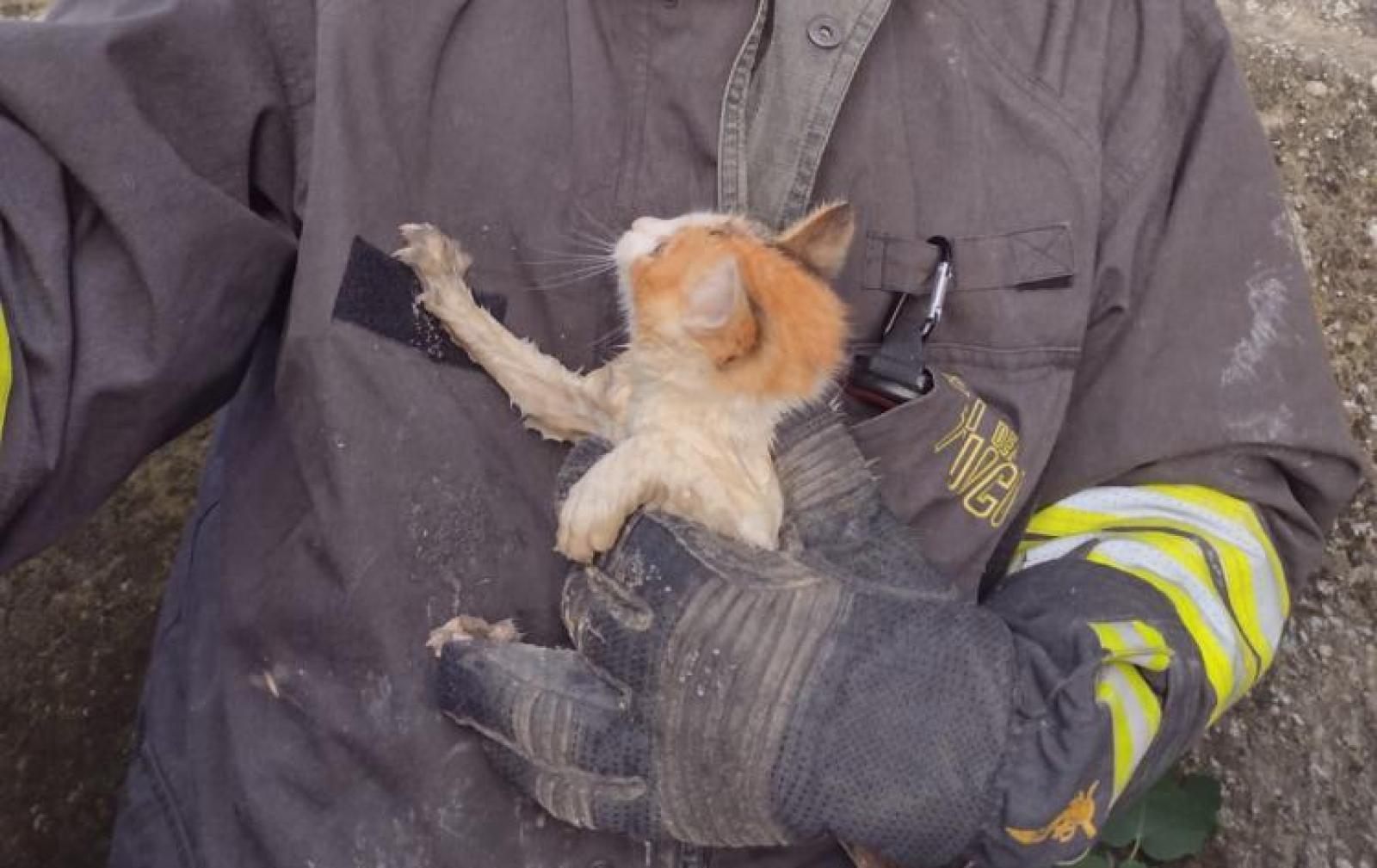 Salvano il gatto che s'era infilato nella fioriera