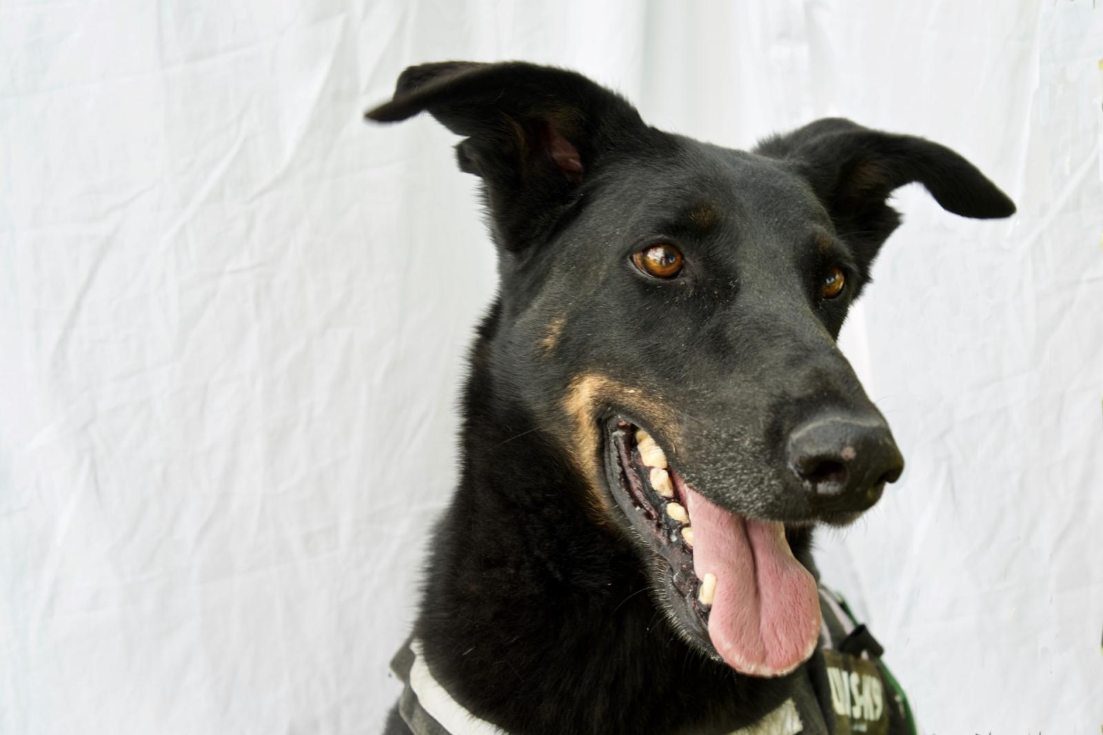 Tanti cuccioli cercano ancora una famiglia che li ami