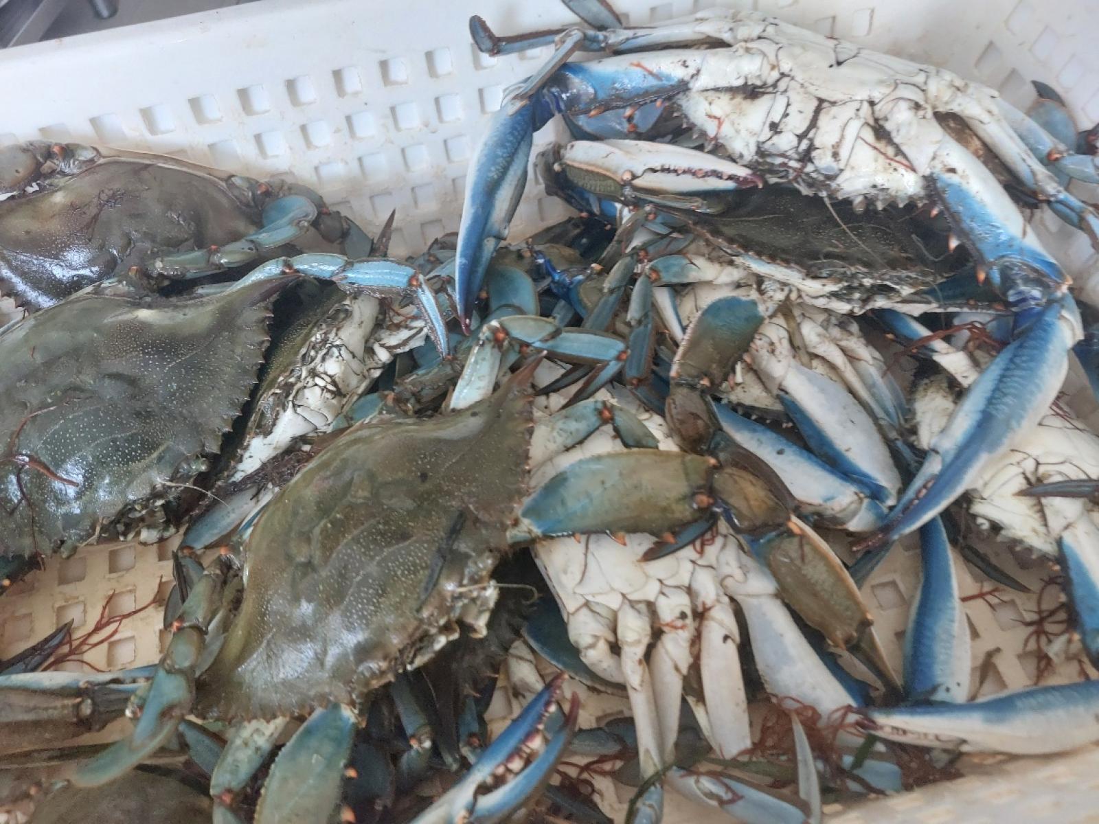 "Mangiamocelo!". Nasce la sagra del granchio blu