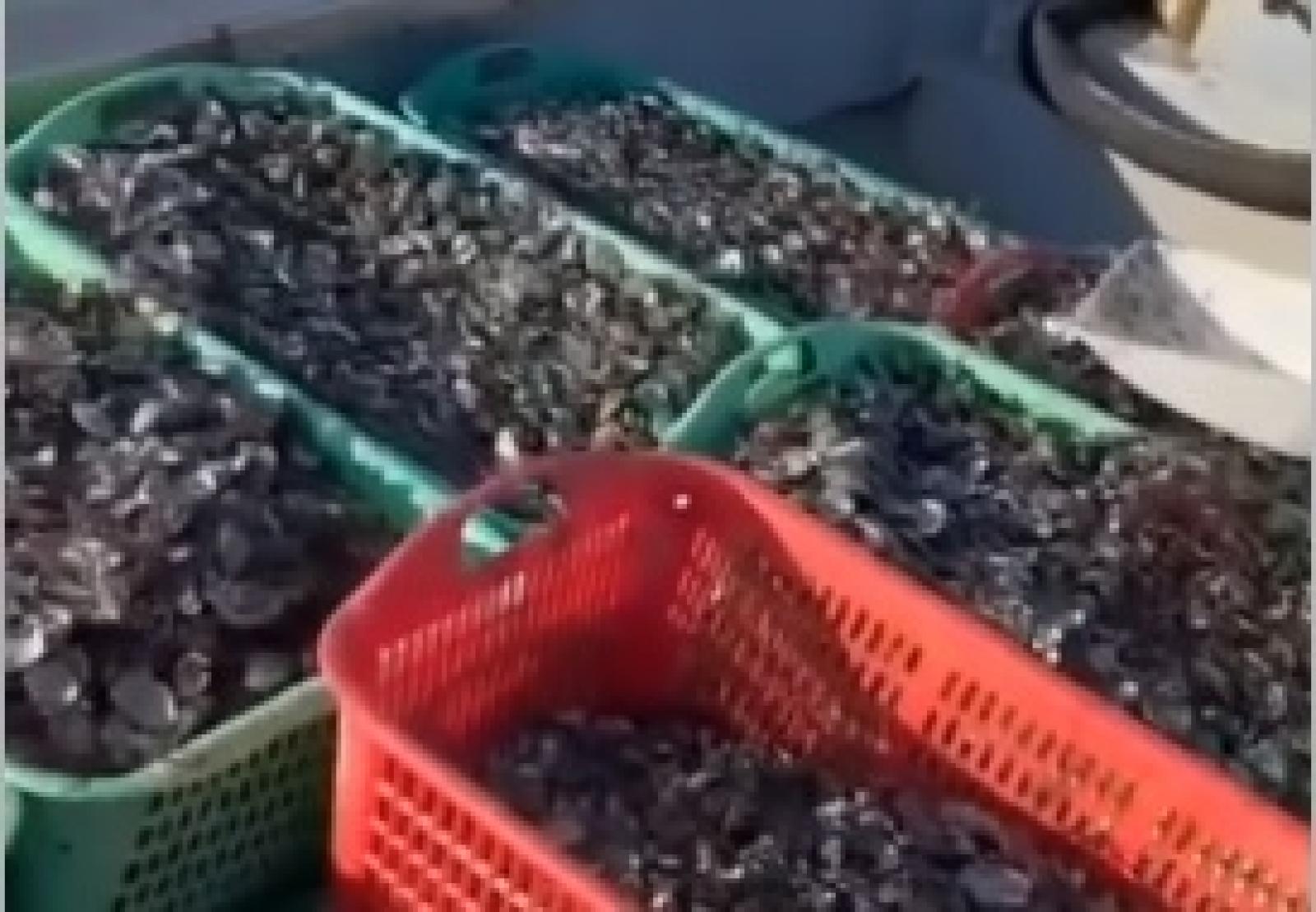 La desolazione che resta dove passa il granchio