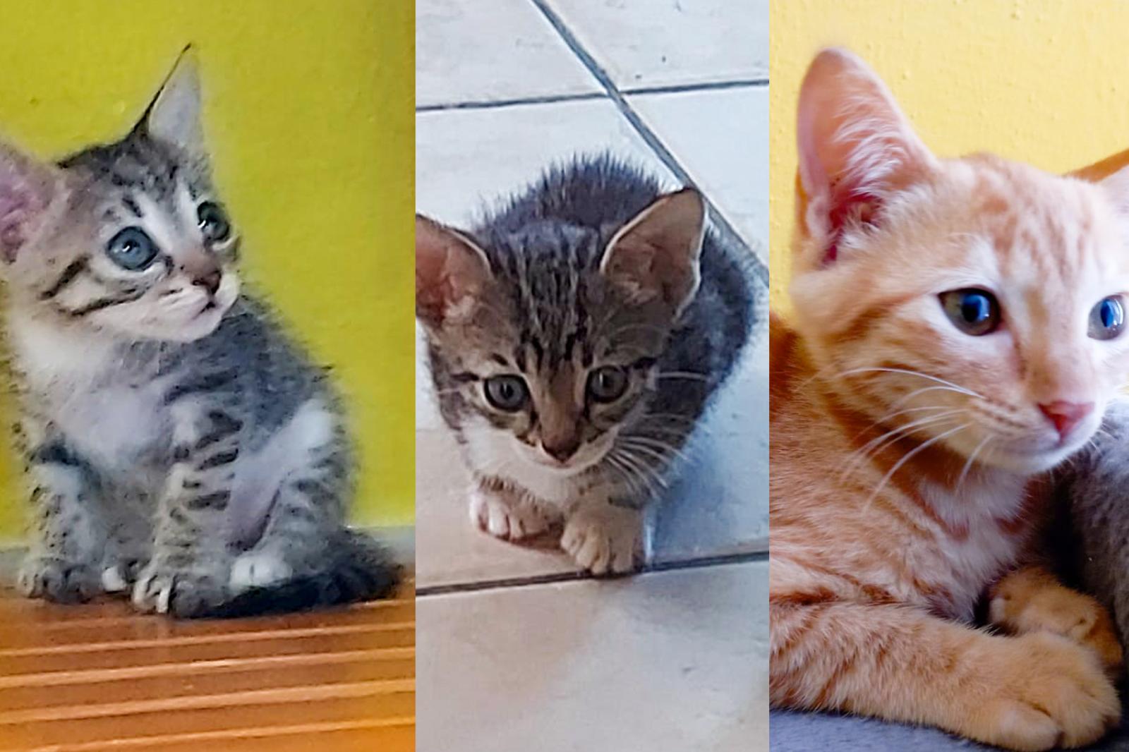 "Aiutateci ad accudire i micetti abbandonati"