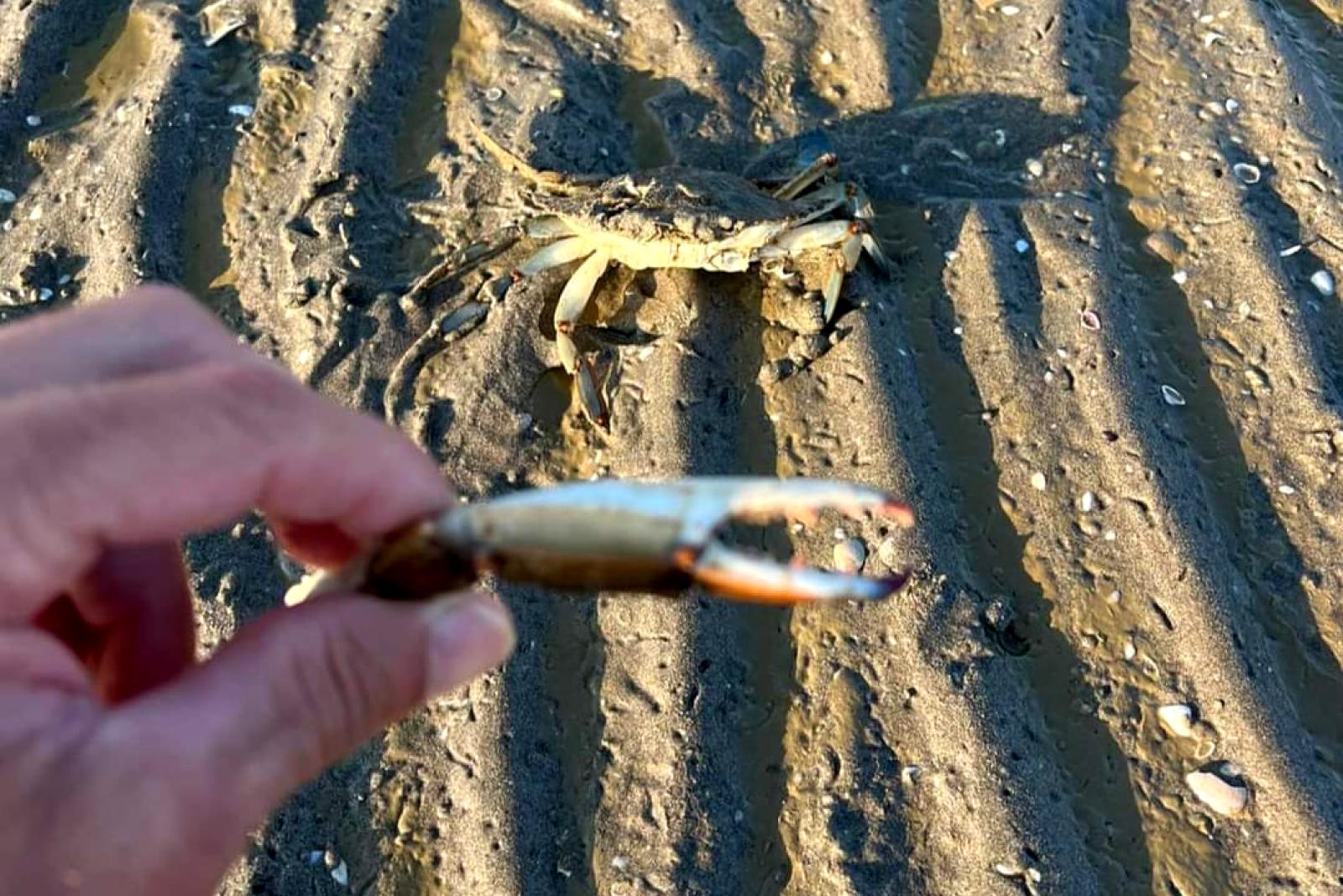 "Non torturateli". E scoppia il caso