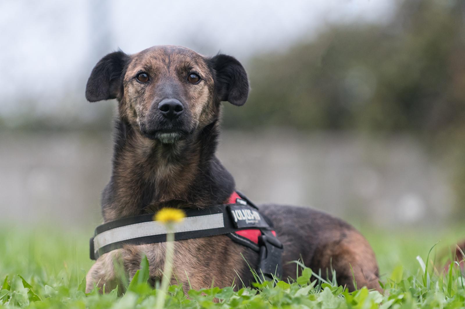 Eccole cagnoline e cagnolini che cercano solo te