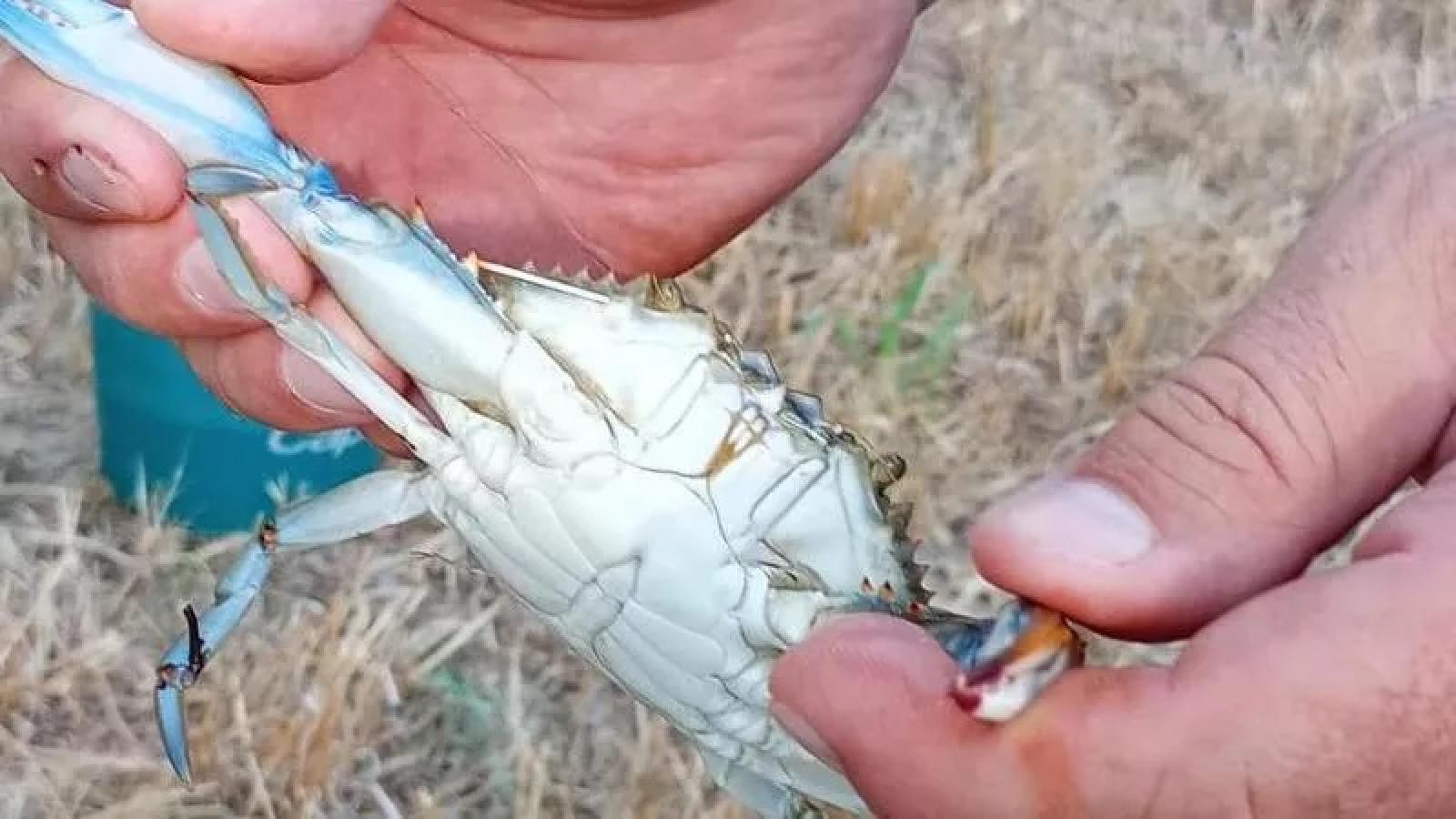 Il granchio blu arriva nei canali padovani