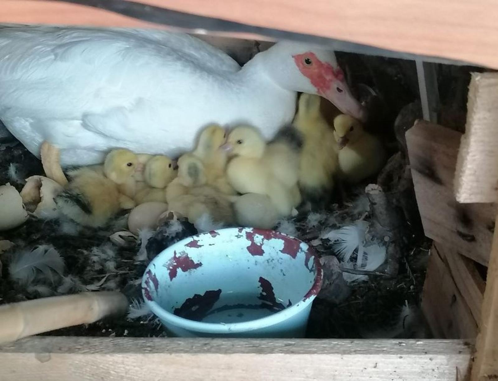 Rubano gli anatroccoli nella casa d'accoglienza