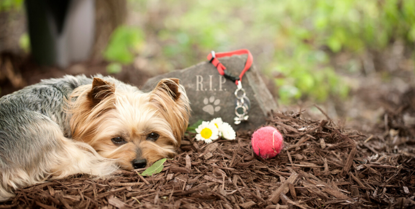 "Lasciatemi seppellire Kira nella tomba di famiglia"