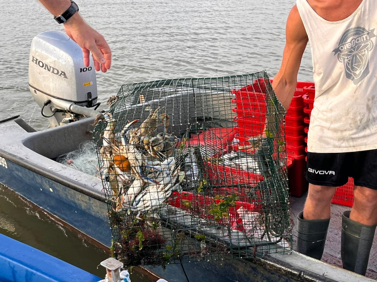 &ldquo;Contro il granchio blu, scene da bullismo&rdquo;