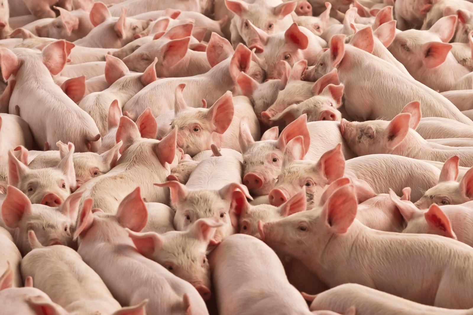 Arriva anche la peste suina: guardia alta e misure urgenti