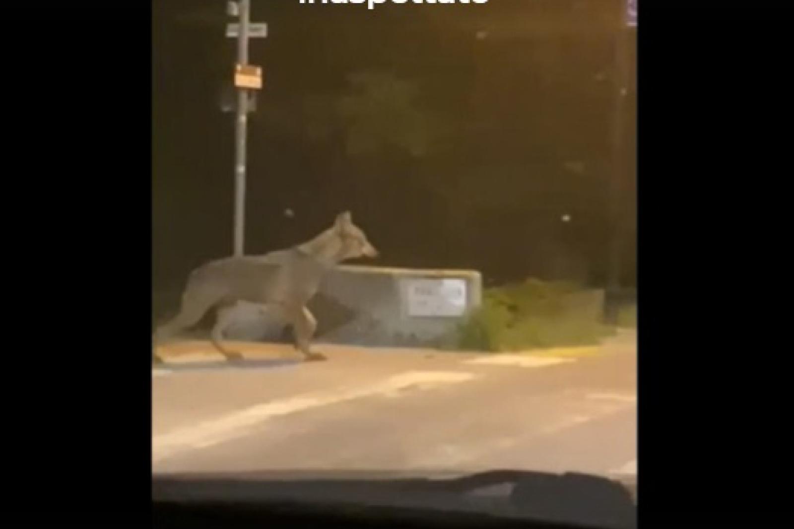 Un lupo alle porte del paese