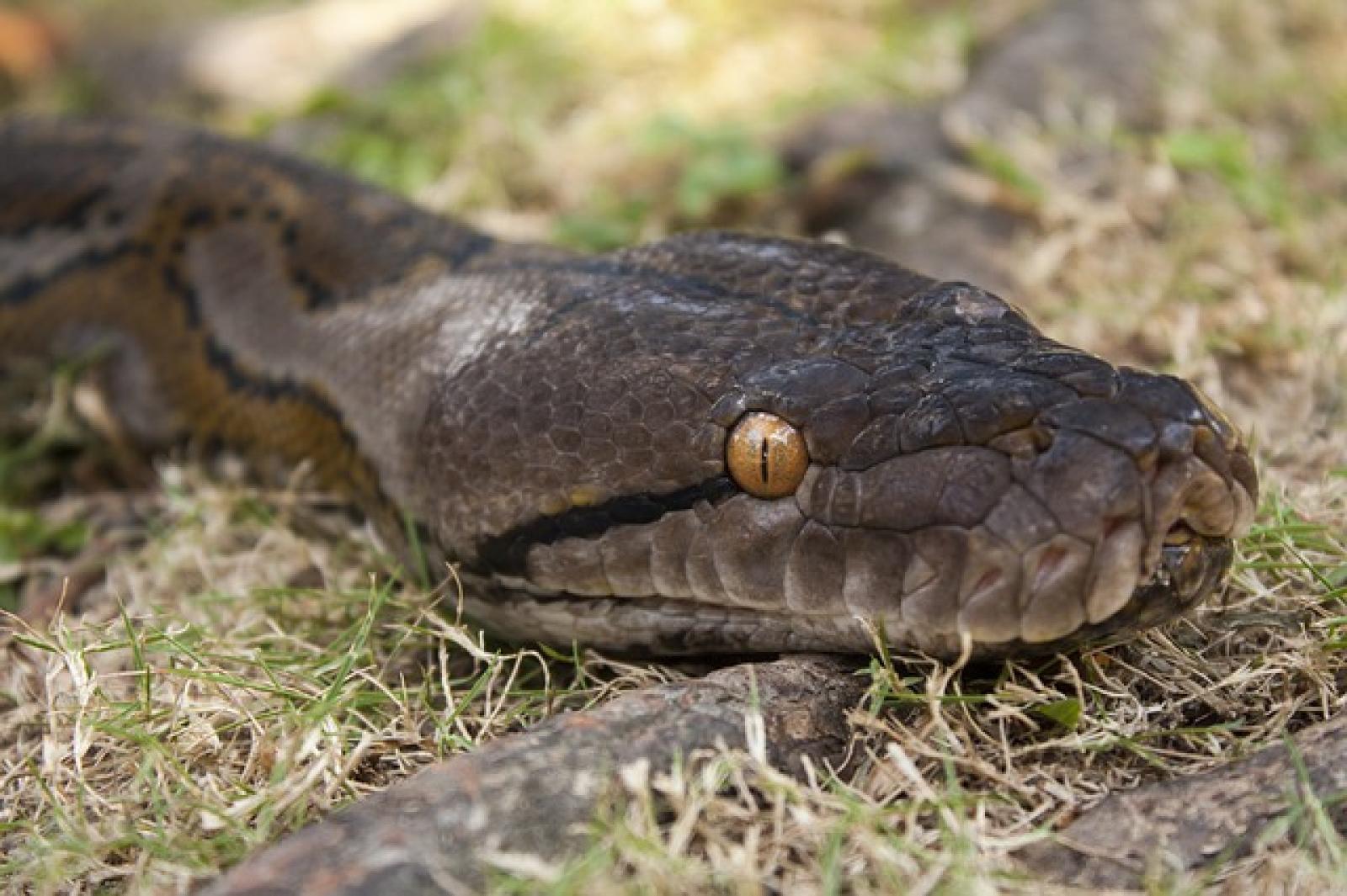 "C'&egrave; un pitone in Romea": ed era vero