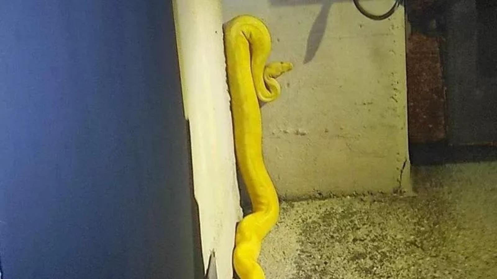 Un Boa in un condominio, serata di terrore