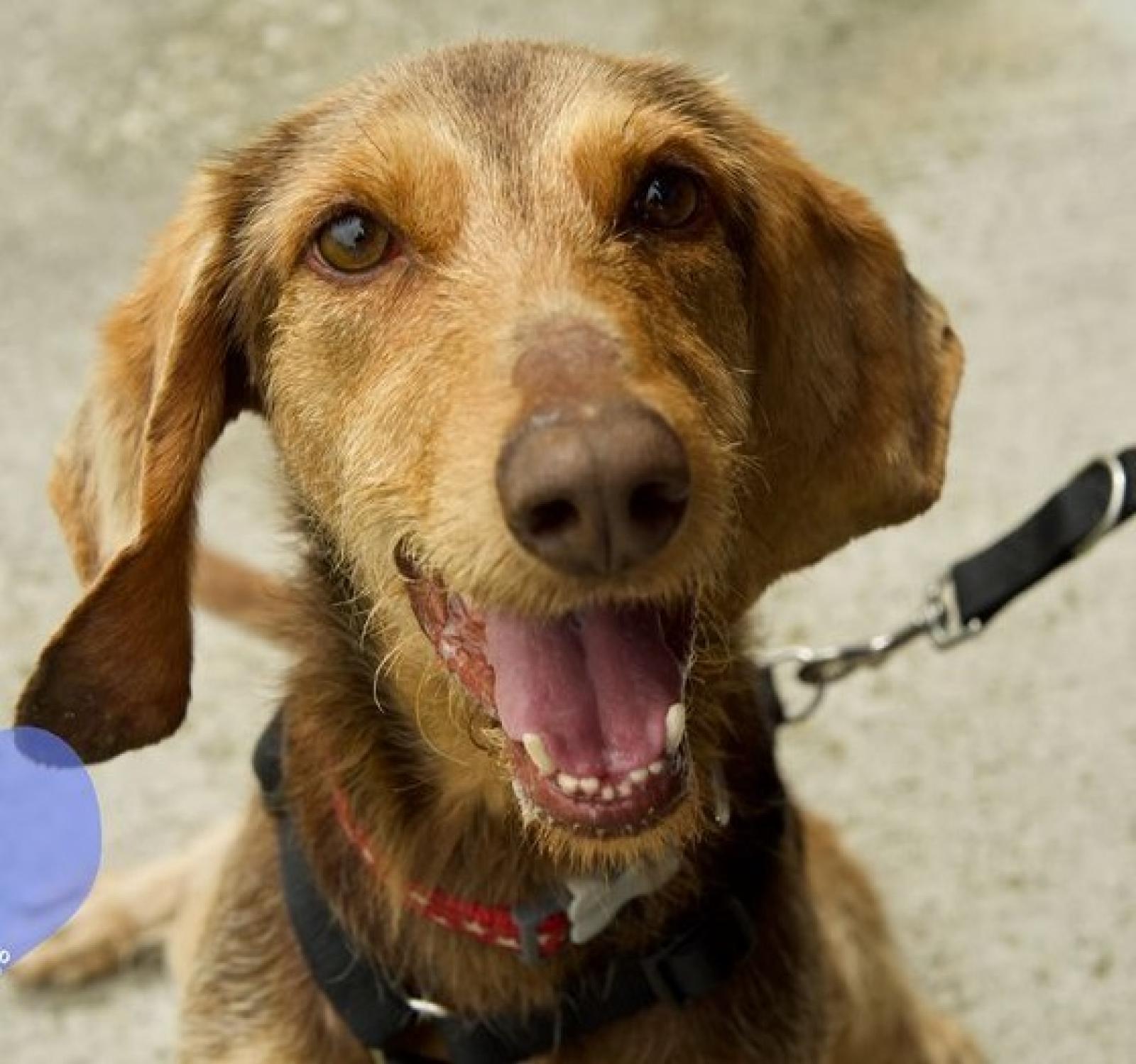 Brownie, Candy , Hardy e altri ancora aspettano l'amore per la vita