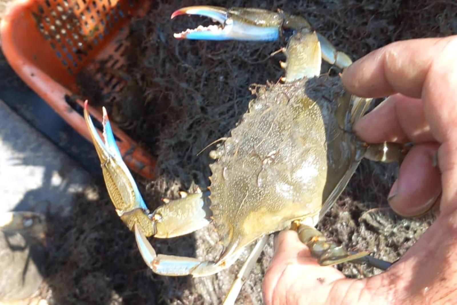 Altri 10 milioni per combattere l'invasione