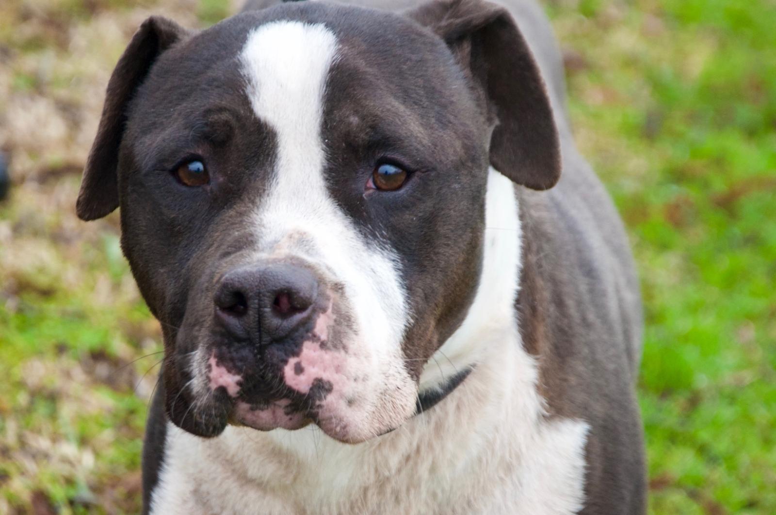 La Lega del Cane presenta altri 10 amici in cerca di amore