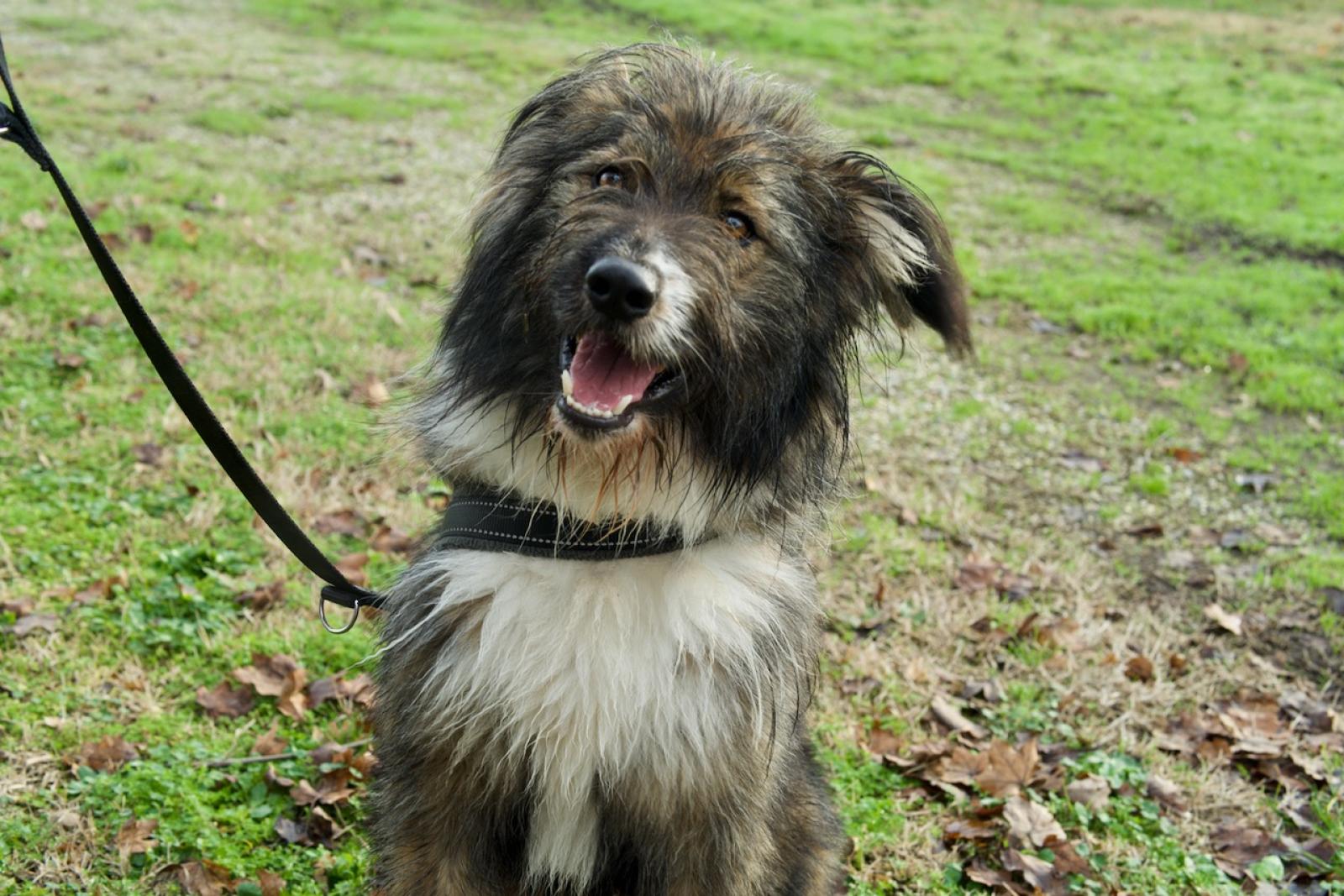 Altri 10 amici si presentano ai futuri adottanti