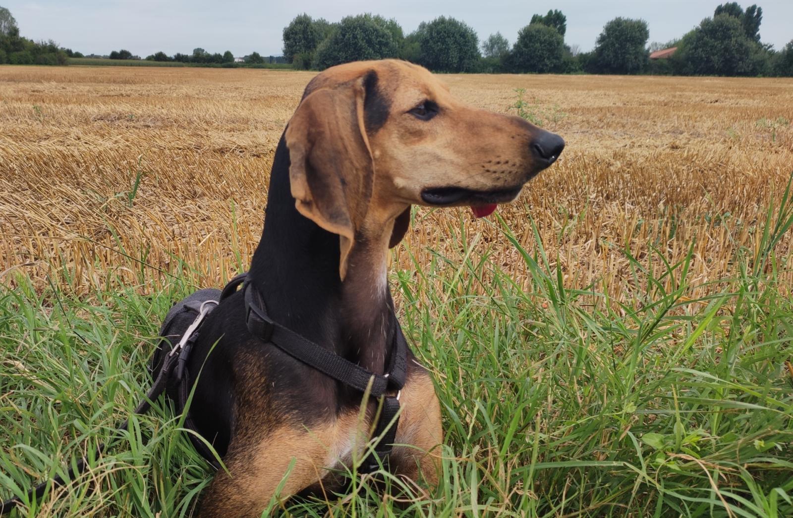 Ancora amici a quattro zampe in attesa di una famiglia