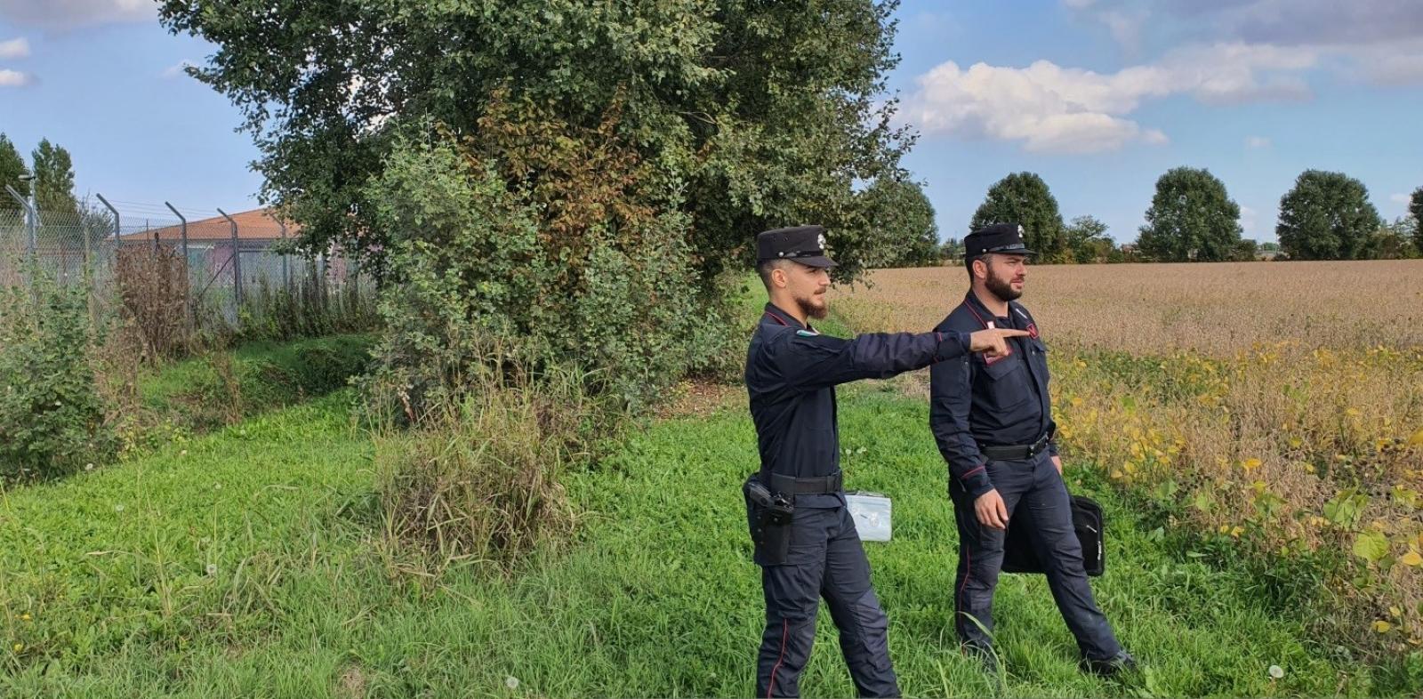 Canapa sativa, partiti i controlli