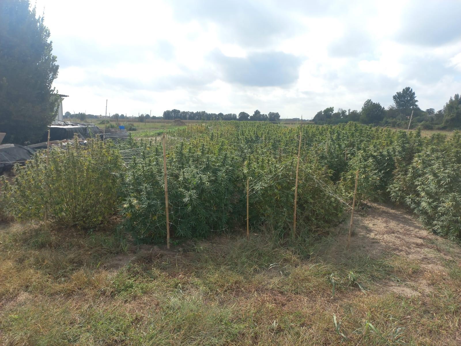 Controlli a tappeto sulle aziende che coltivano canapa