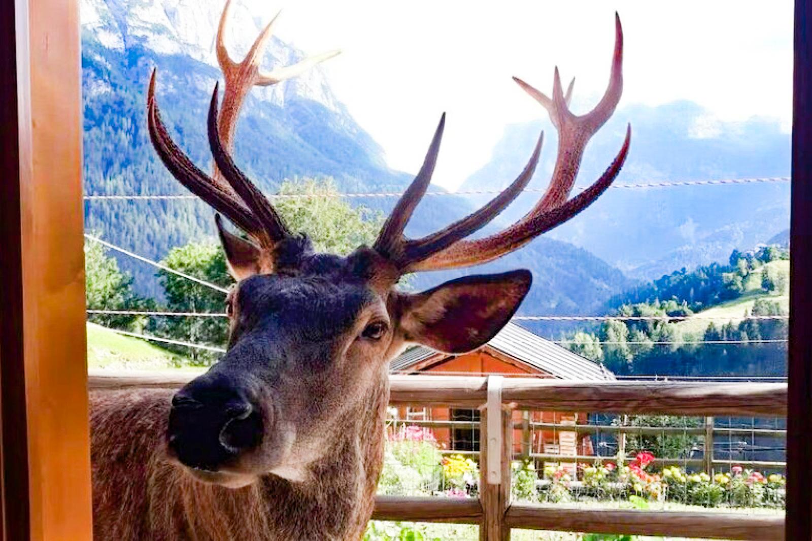 Era la mascotte del paese, cervo ammazzato a fucilate