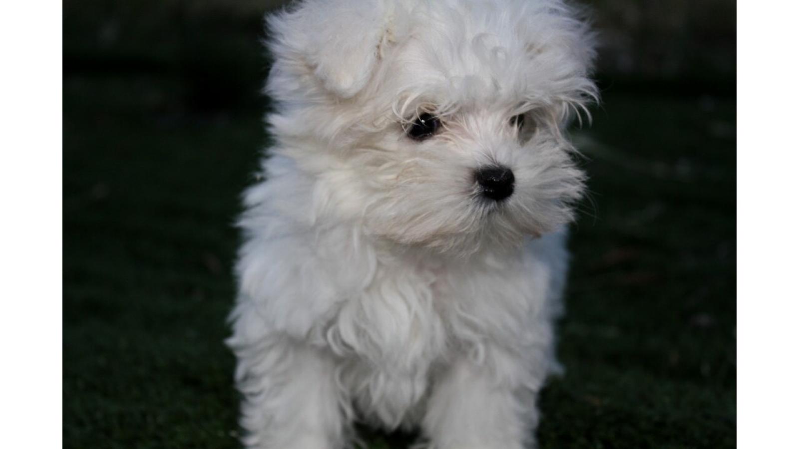 Lei paga, ma il cucciolo non arriva