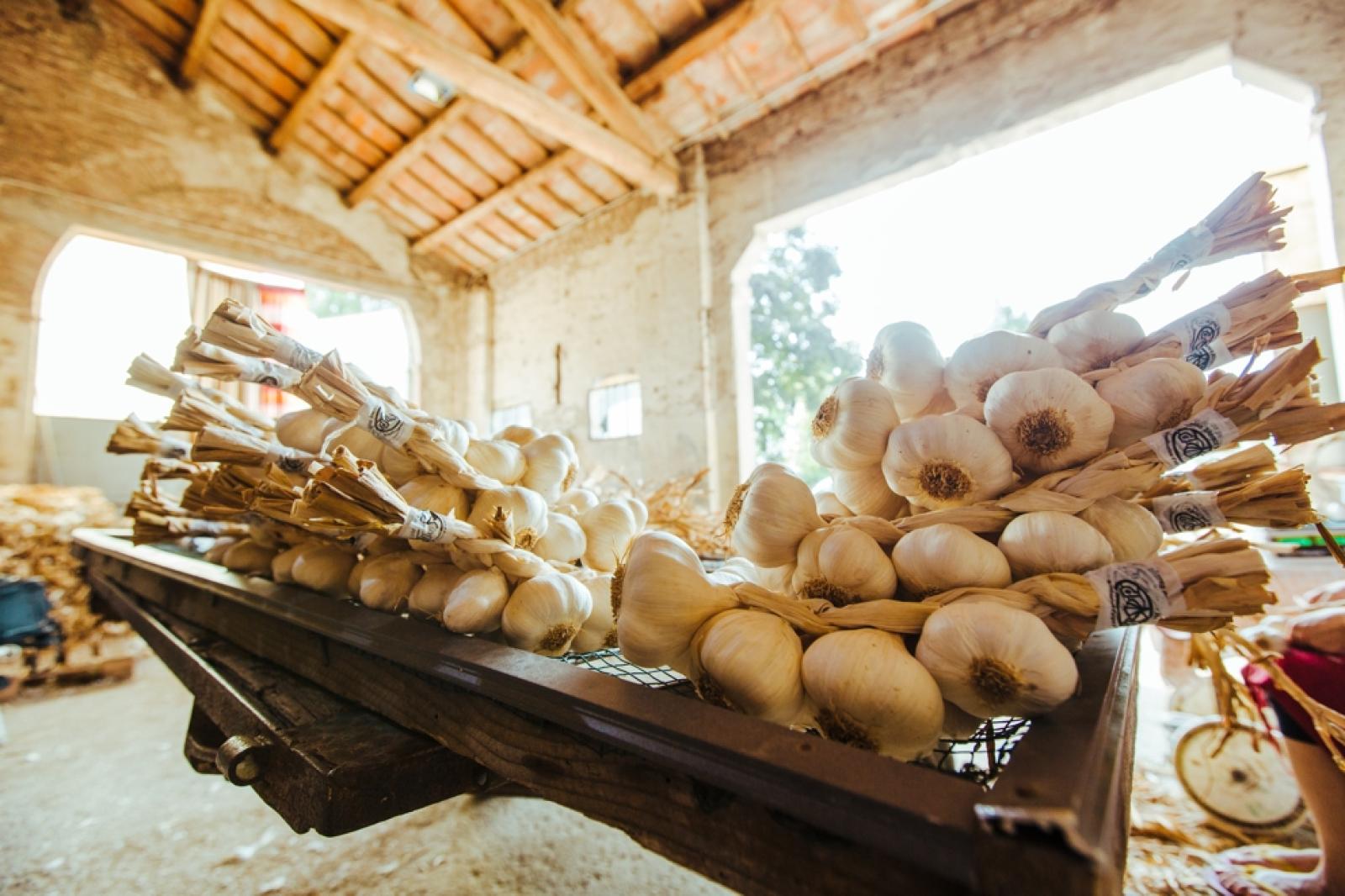 Rovigo leader della produzione dell'aglio