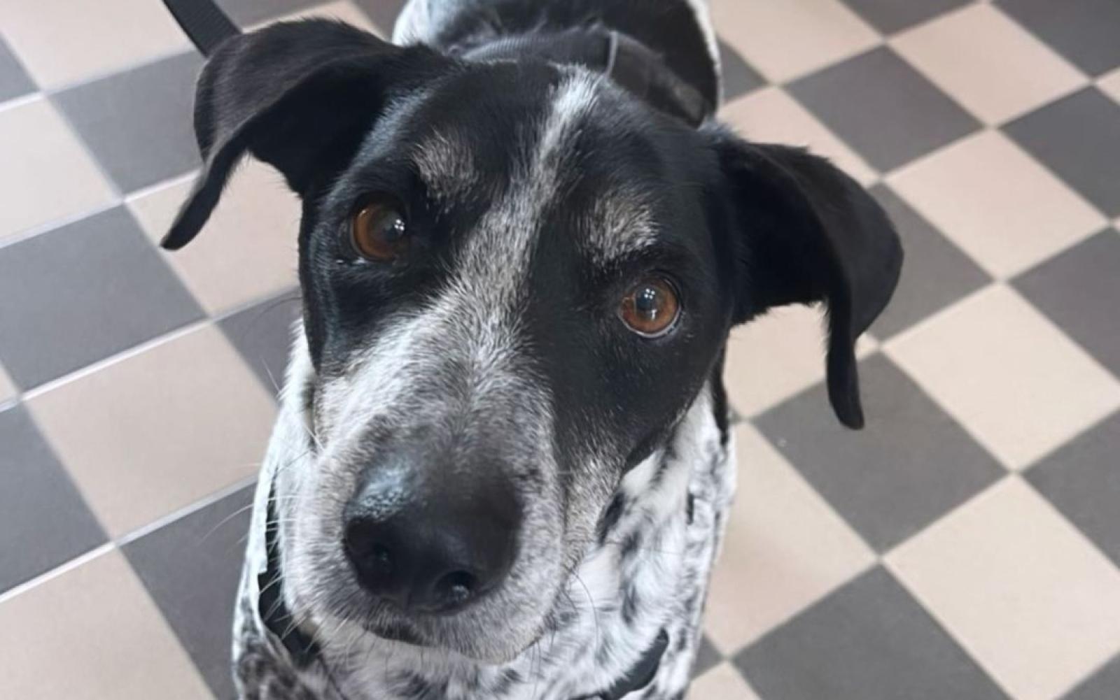 Tobia, Danny, Cotton e altri ancora aspettano una famiglia