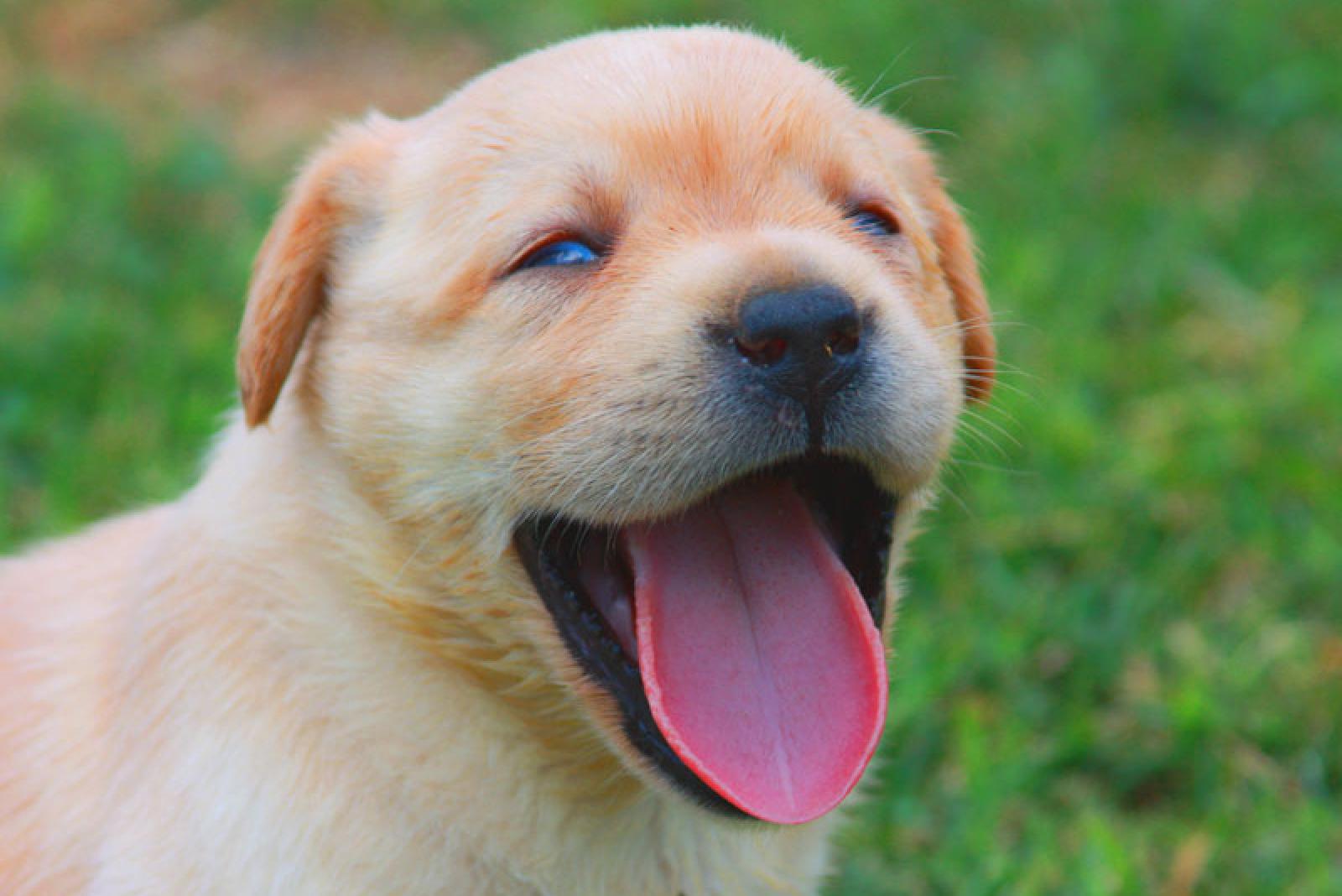 Diventer&agrave; un super cane guida!