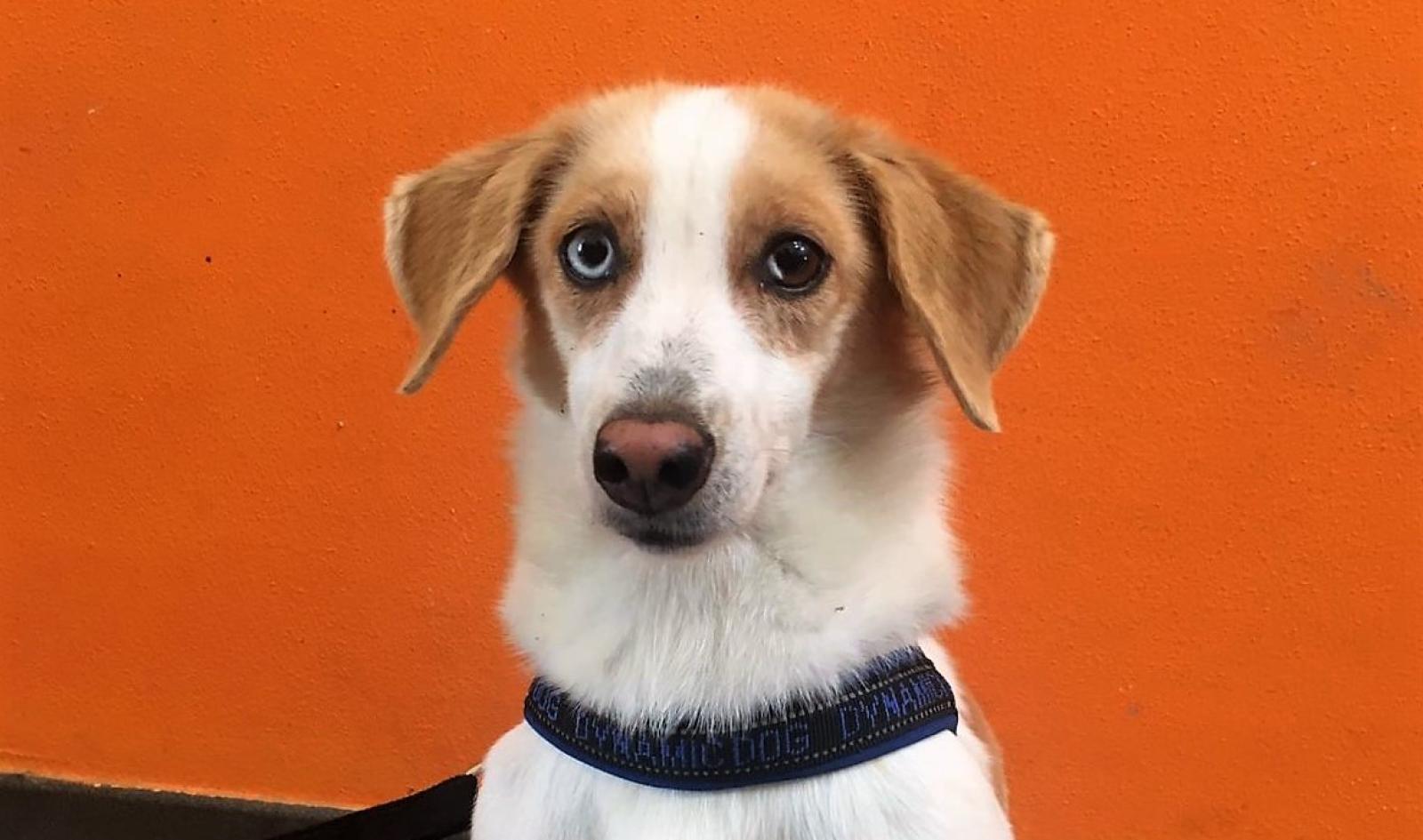 Tanti cani aspettano ancora una famiglia