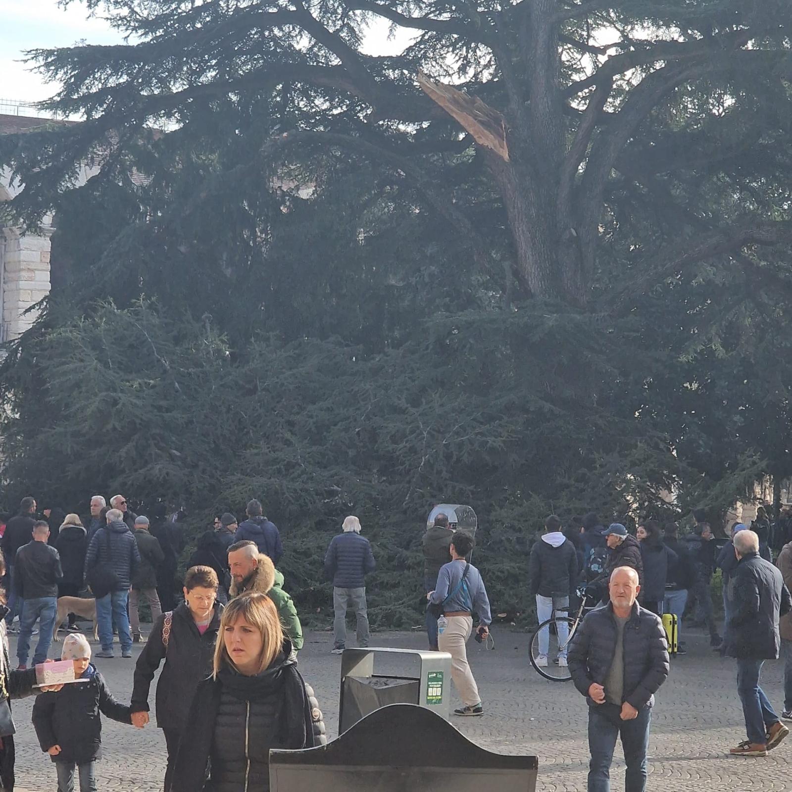Grosso ramo cade in piazza Bra, tragedia sfiorata