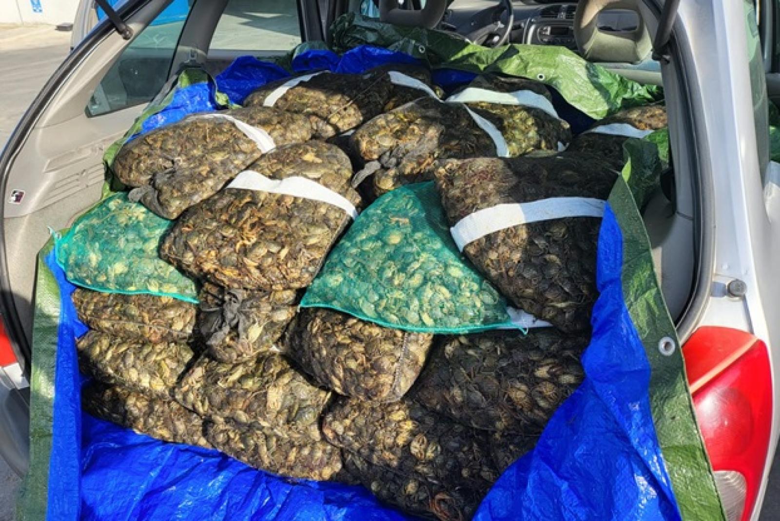 Commercianti abusivi e prodotti non tracciati: al via le multe