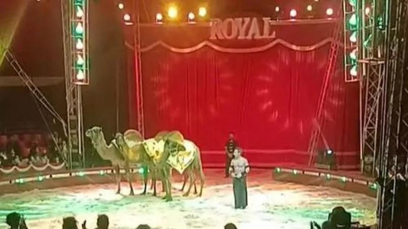 Gli animali si ribellano, terrore al circo