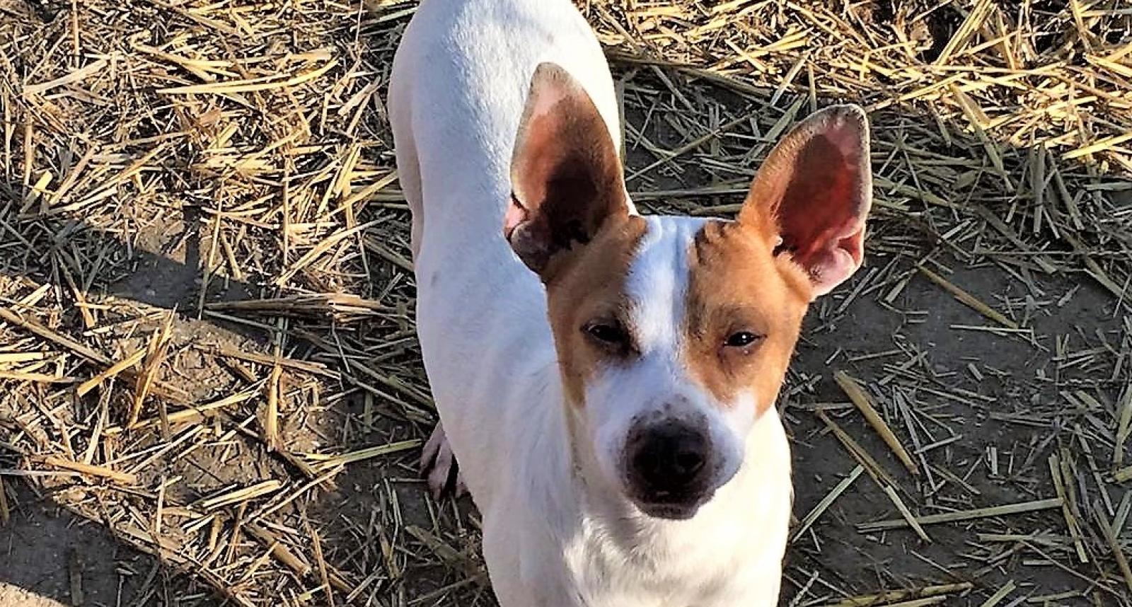 Candy, Clavis, Goffredo e tanti altri ancora aspettano una famiglia per la vita