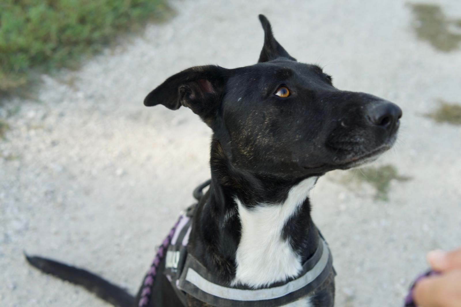 Altri 10 ospiti della Lega del Cane cercano casa